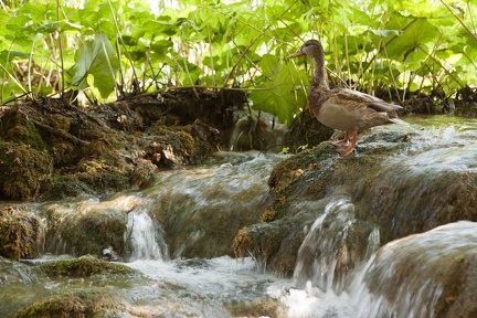 plitvice-1010